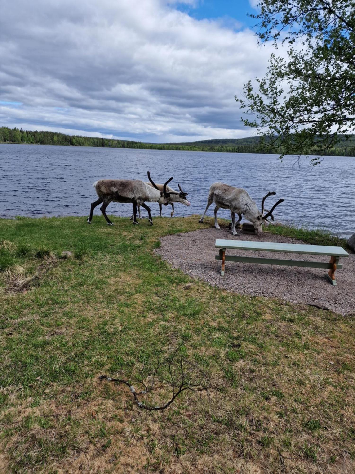Reindeer Lake Resort Lampsijärvi Exteriér fotografie