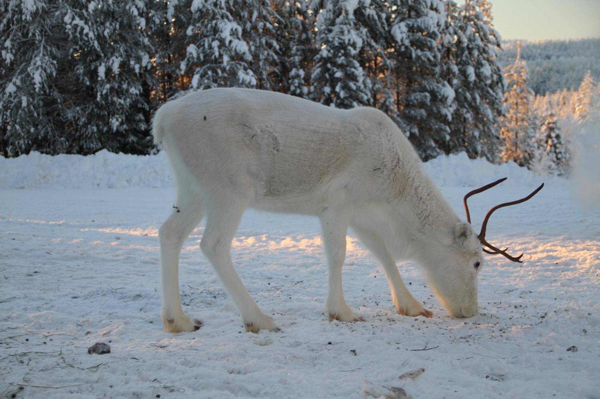 Reindeer Lake Resort Lampsijärvi Exteriér fotografie